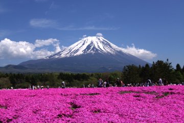 A spectacular view of Fuji and shibazakura in Yamanashi
