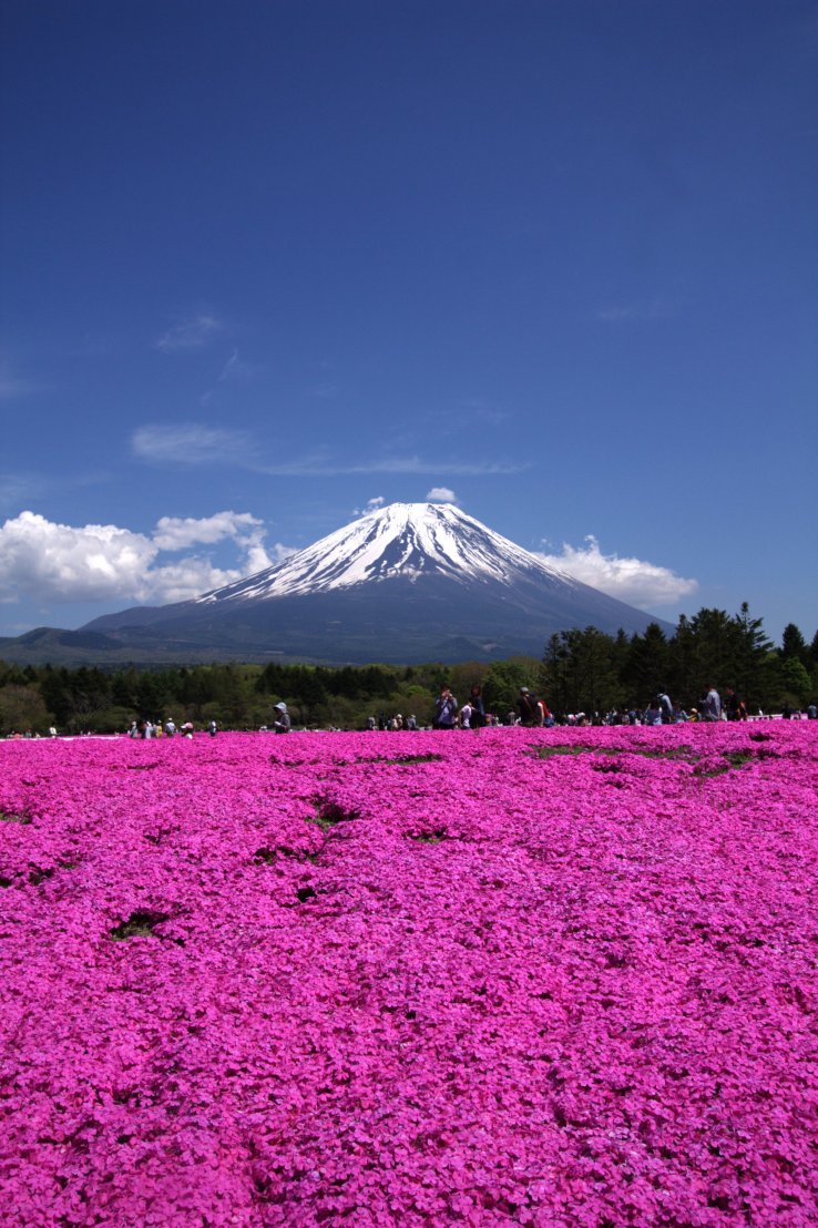 A spectacular view of Fuji and shibazakura in Yamanashi