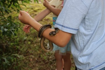 The campsite is ideal for children with all there is to do. There is wildlife to boot!