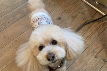 Dog-friendly cafe