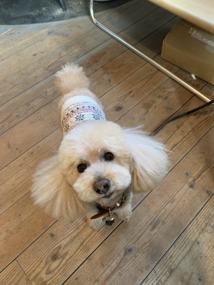 Dog-friendly cafe