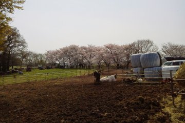 There are dozens of mature cherry blossoms at the farm.