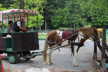 There are also activities with animals, such as a horse and cart ride. 