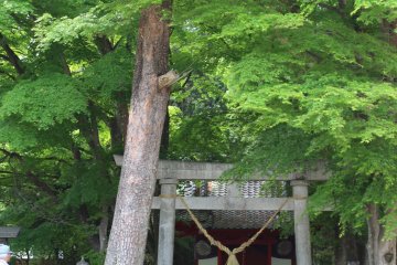 There are several things you can see for free too, such as the farm's shrine.