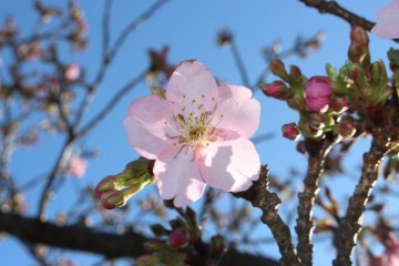 10 Things to Do in Japan in February