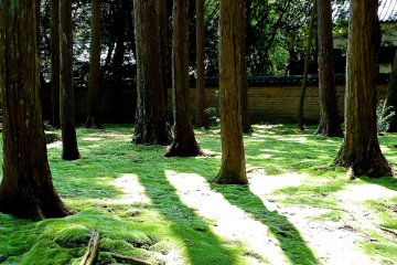Moss covered garden at the graveyard of Ganjin