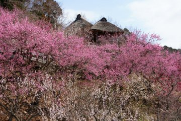 Mount Tsukuba Plum Festival 2027