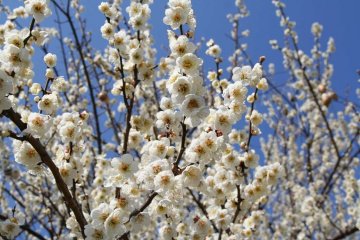 Odawara Plum Walk 2021