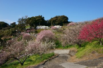 Ushio Bairin Plum Festival 2027