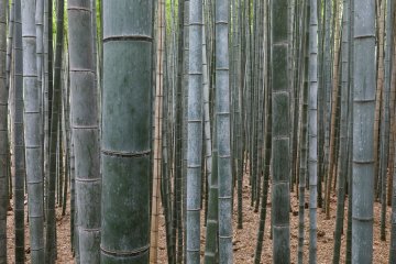 Bamboo: The Essence of Japanese Aesthetics 2021