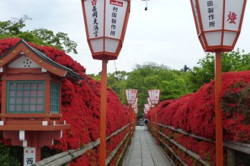 Nagaoka Tenmangu Azalea Festival
