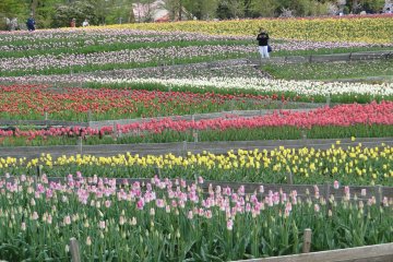 Grinpa Heavenly Tulip Festival