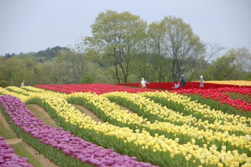 Sera Kogen Tulip Festival
