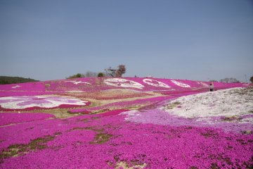 Moss Phlox and Nemophila at Sera Kogen Flower Village