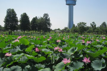 Gyoda Kodaihasu-no-sato Lotus Festival 