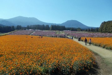 Ikoma Plateau Cosmos Festival
