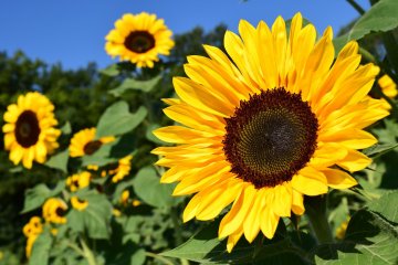 Summer Festa at Sanuki Mannou Park