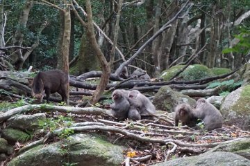 Family of Japanese macacque with deers
