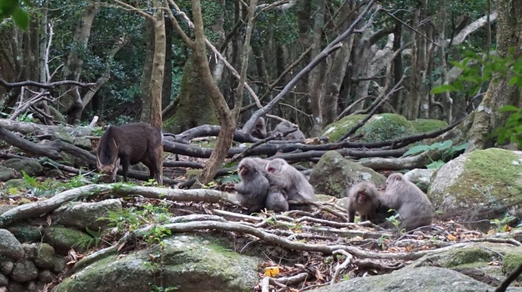 Family of Japanese macacque with deers