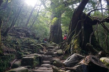 Within the primeval forest of Yakushima 