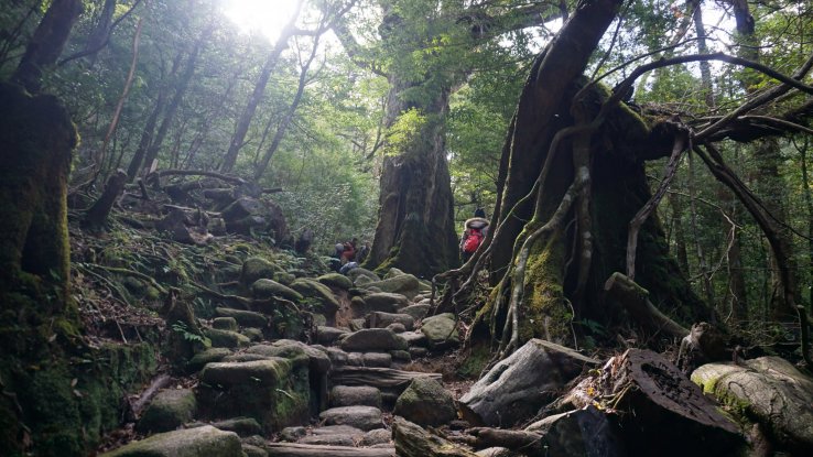 Within the primeval forest of Yakushima 