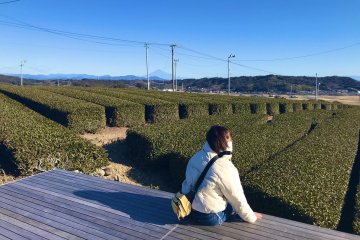 The Landscape Tea Terrace