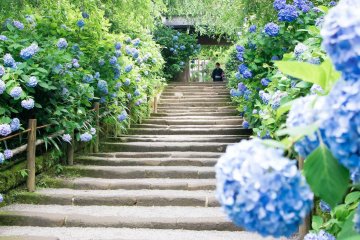 Three Must-visit Flower Temples in Japan