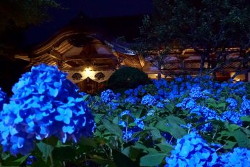 Hydrangea Viewing at Unshoji Temple