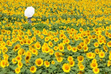 5 Sunflower Fields to Visit in Japan