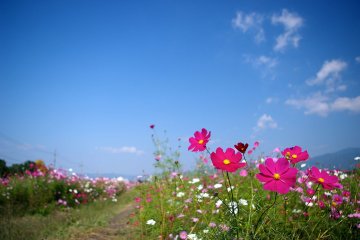 Cosmos Season at the Yume Cosmos Park 2026