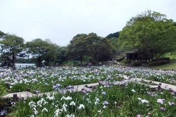 Miyajidake Shrine Iris Season