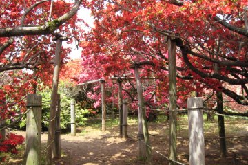 Tsutsujigaoka Park Azalea Festival