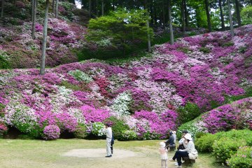 Azalea Season at Daikozenji Temple