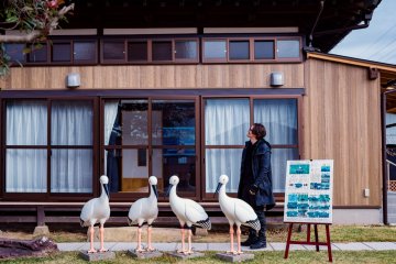The recently opened Japanese White Stork Cultural Exchange Center—the models are life-size.