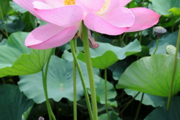 Lotus flowers