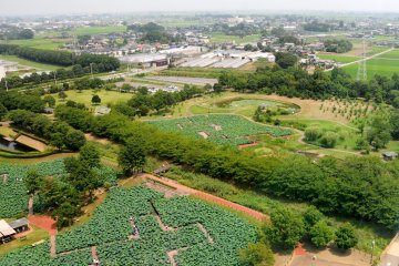 View of the park from the observation tower