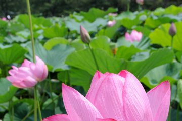 Lotus flowers