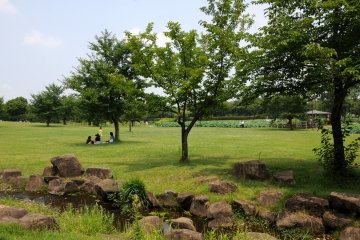 Grassy area of the park