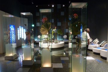 Lotus Flower Museum