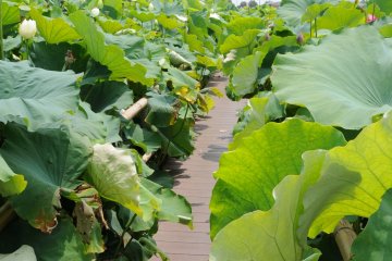 Path through the lotus flowers