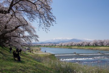 Hitome Senbonzakura Festival