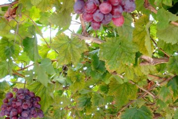 Visitors are welcome to wander around the vineyards.