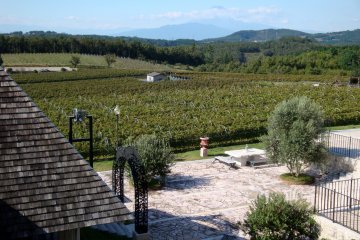 Looking out over the vineyards with Mt. Fuji in the background