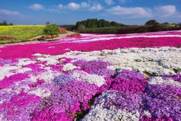 Spring Blooms at the Matsumoto Azalea Garden