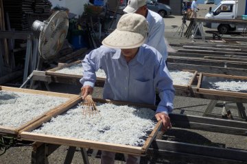 Near Koshigoe Station: A fresh catch of shirasu getting prepared for local consumption 