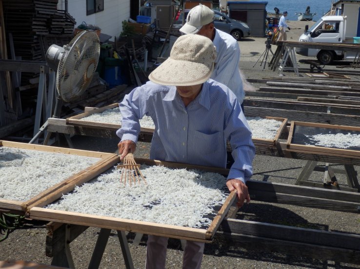 Near Koshigoe Station: A fresh catch of shirasu getting prepared for local consumption 