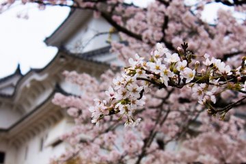 2021 Sakura Forecast