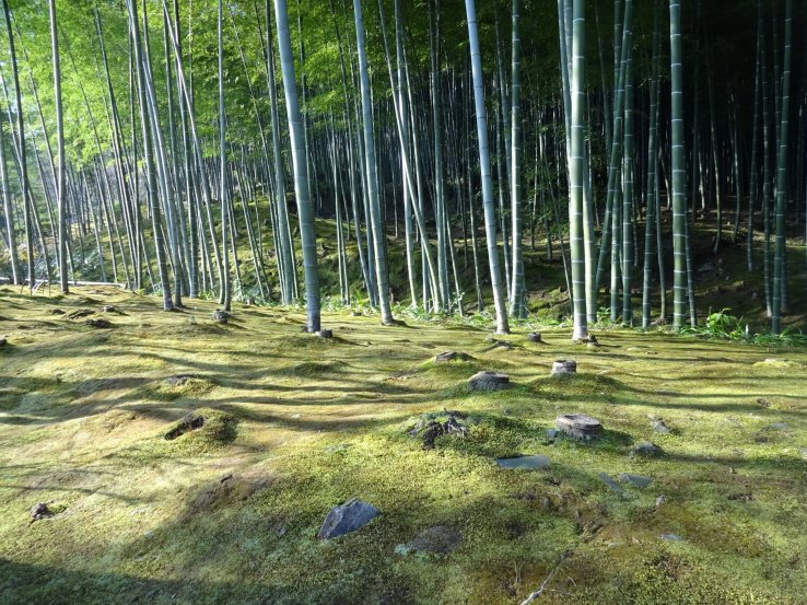 Bamboo forests could be found near most villages in the old days. 