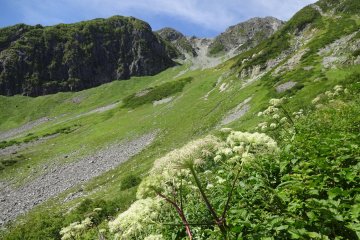 Alpine forest in the Japanese Alps. 