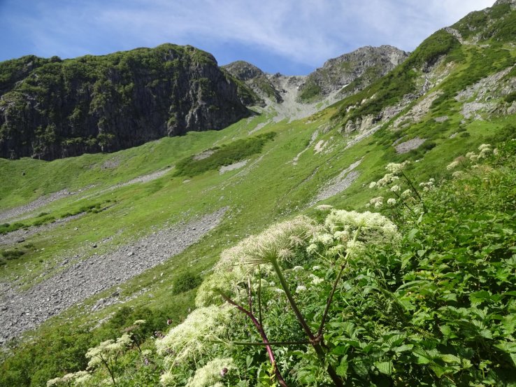 Alpine forest in the Japanese Alps. 